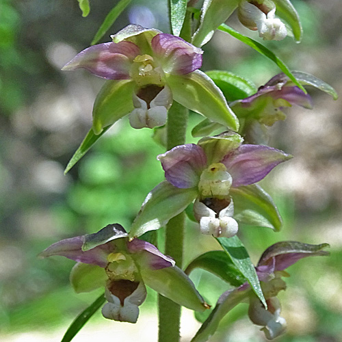 Langgliedrige Ständelwurz / Epipactis distans