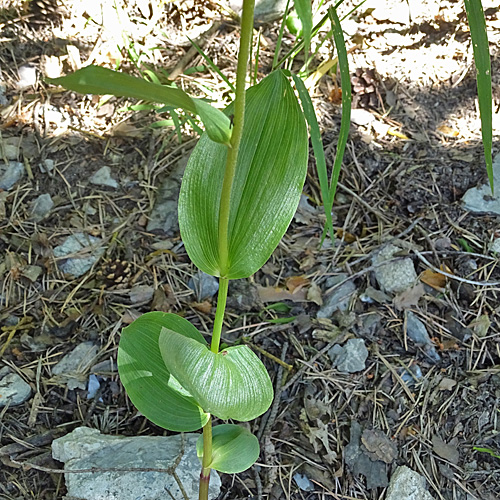 Langgliedrige Ständelwurz / Epipactis distans