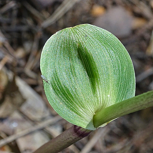 Langgliedrige Ständelwurz / Epipactis distans