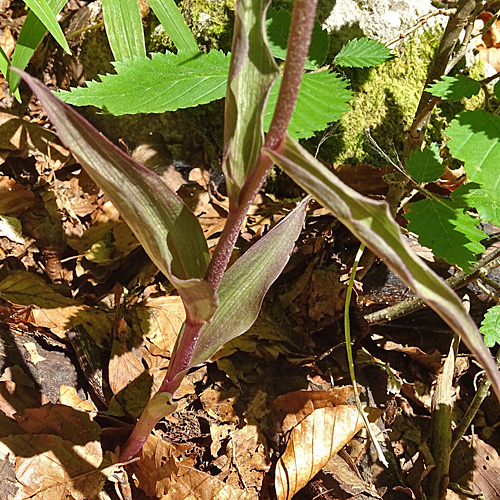 Violette Stendelwurz / Epipactis purpurata