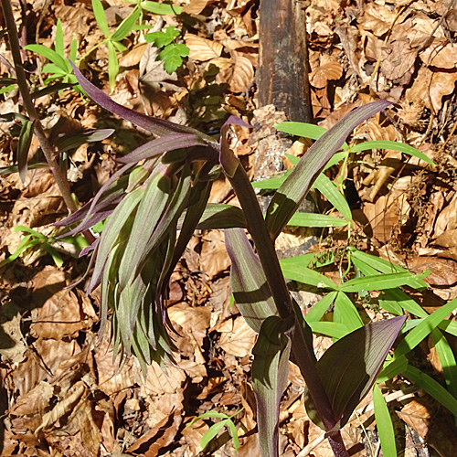 Violette Stendelwurz / Epipactis purpurata