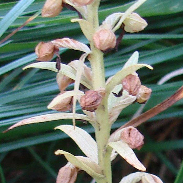 Braunrote Stendelwurz / Epipactis atrorubens