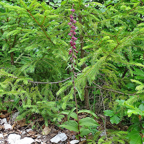 Braunrote Stendelwurz / Epipactis atrorubens