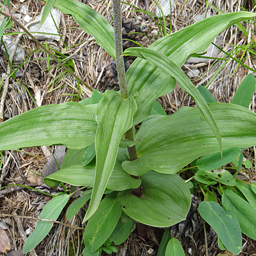 Braunrote Stendelwurz / Epipactis atrorubens