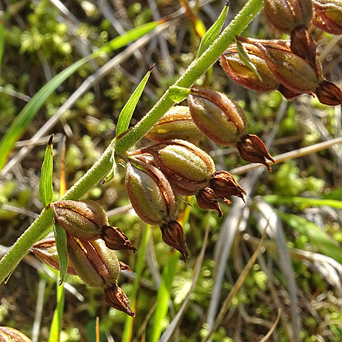 Braunrote Stendelwurz / Epipactis atrorubens