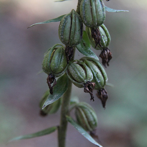 Gewöhnliche Breitblättrige Stendelwurz / Epipactis helleborine