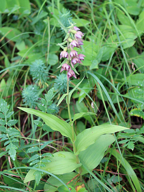 Gewöhnliche Breitblättrige Stendelwurz / Epipactis helleborine