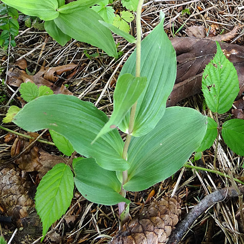 Gewöhnliche Breitblättrige Stendelwurz / Epipactis helleborine