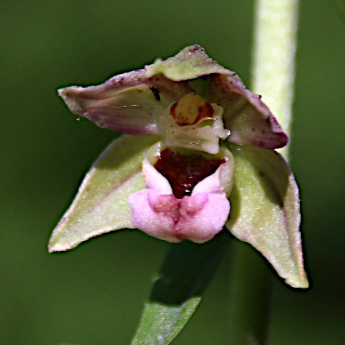 Gewöhnliche Breitblättrige Stendelwurz / Epipactis helleborine