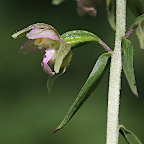 Gewöhnliche Breitblättrige Stendelwurz / Epipactis helleborine