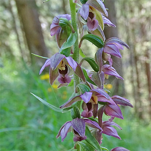 Gewöhnliche Breitblättrige Stendelwurz / Epipactis helleborine