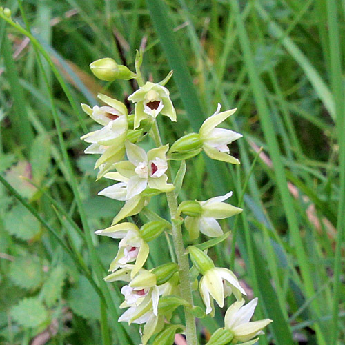 Müllers Breitblättrige Stendelwurz / Epipactis muelleri