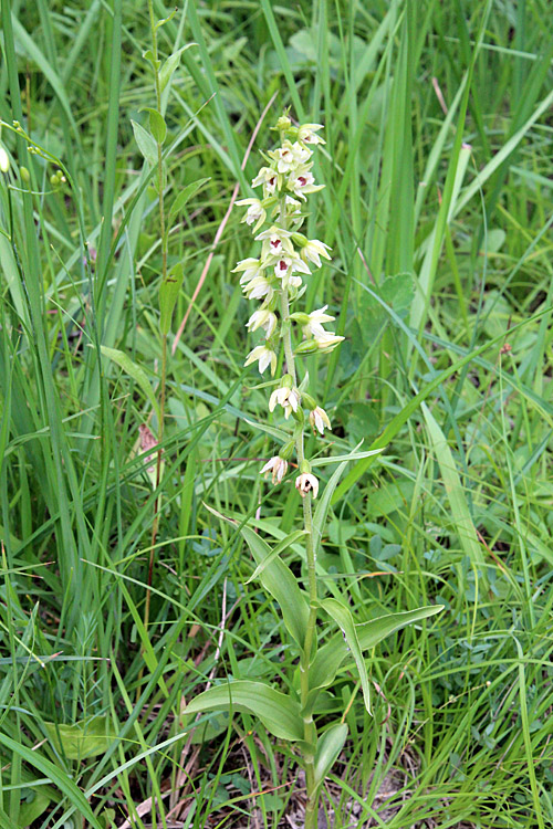 Müllers Breitblättrige Stendelwurz / Epipactis muelleri