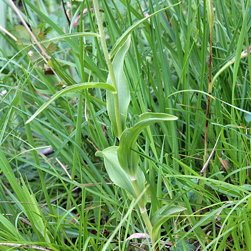 Müllers Breitblättrige Stendelwurz / Epipactis muelleri