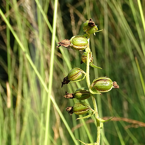 Müllers Breitblättrige Stendelwurz / Epipactis muelleri