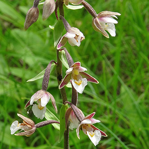 Sumpf-Stendelwurz / Epipactis palustris