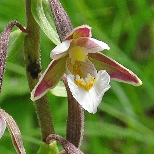 Sumpf-Stendelwurz / Epipactis palustris