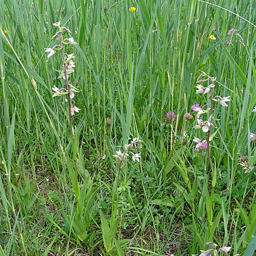 Sumpf-Stendelwurz / Epipactis palustris