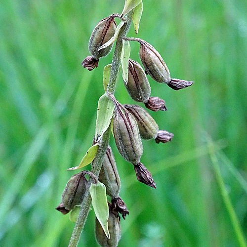 Sumpf-Stendelwurz / Epipactis palustris