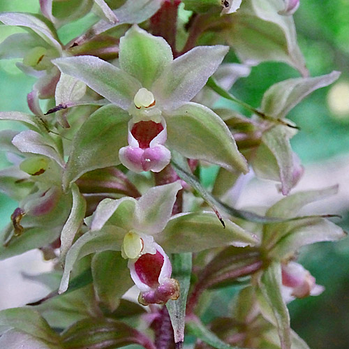 Violette Stendelwurz / Epipactis purpurata