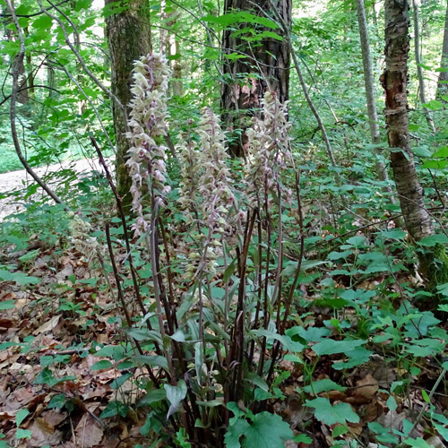 Violette Stendelwurz / Epipactis purpurata