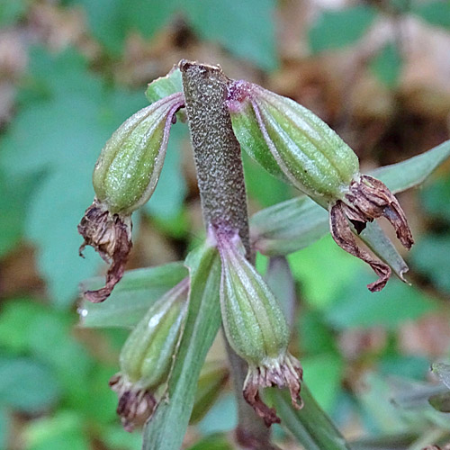 Violette Stendelwurz / Epipactis purpurata