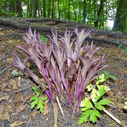 Violette Stendelwurz / Epipactis purpurata