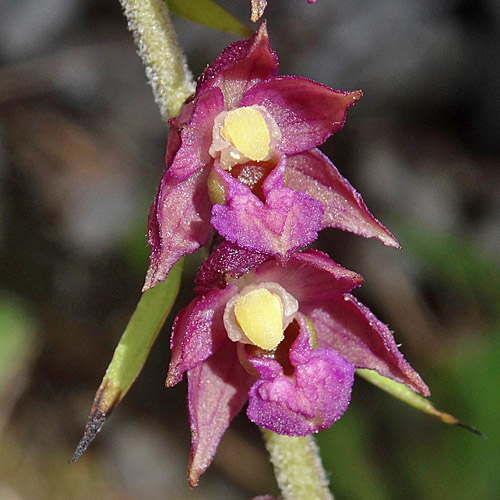 Braunrote Stendelwurz / Epipactis atrorubens