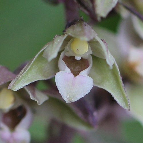 Violette Stendelwurz / Epipactis purpurata