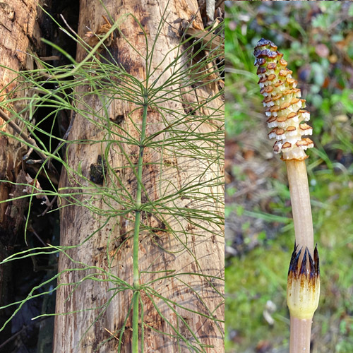 Acker-Schachtelhalm / Equisetum arvense