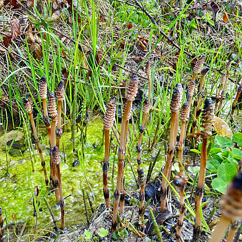 Acker-Schachtelhalm / Equisetum arvense