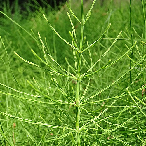 Acker-Schachtelhalm / Equisetum arvense