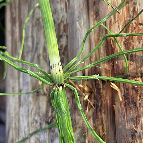 Acker-Schachtelhalm / Equisetum arvense