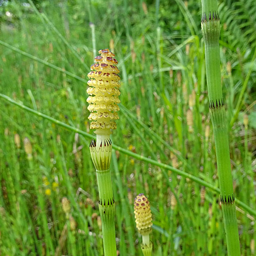 Schlamm-Schachtelhalm / Equisetum fluviatile