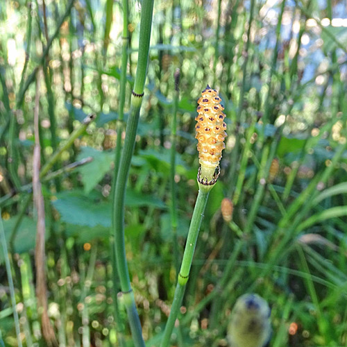 Winter-Schachtelhalm / Equisetum hyemale