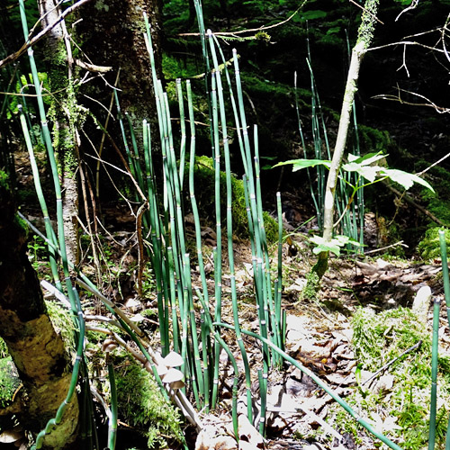 Winter-Schachtelhalm / Equisetum hyemale