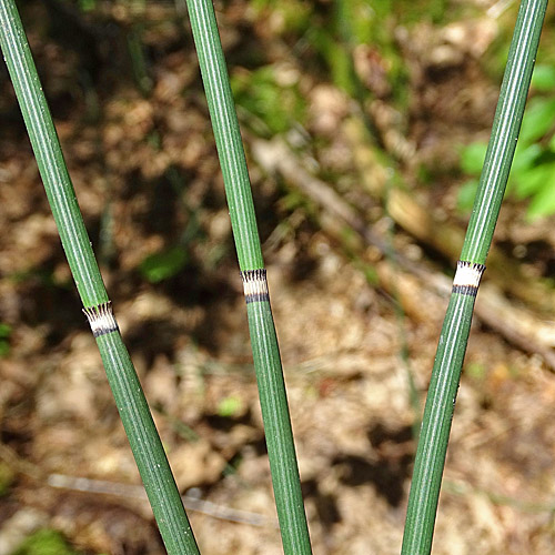 Winter-Schachtelhalm / Equisetum hyemale