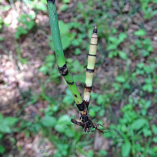 Winter-Schachtelhalm / Equisetum hyemale