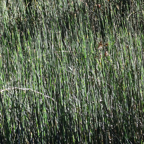 Winter-Schachtelhalm / Equisetum hyemale