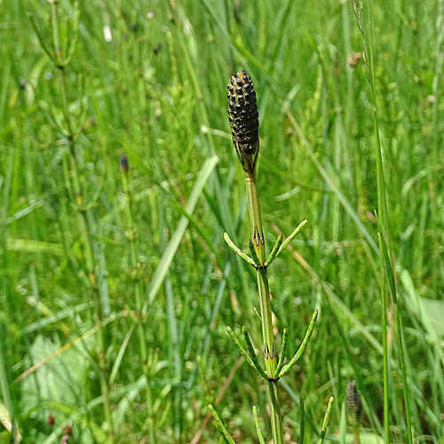 Sumpf-Schachtelhalm / Equisetum palustre