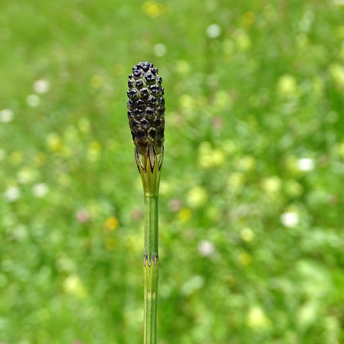 Sumpf-Schachtelhalm / Equisetum palustre