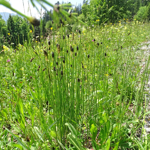 Sumpf-Schachtelhalm / Equisetum palustre