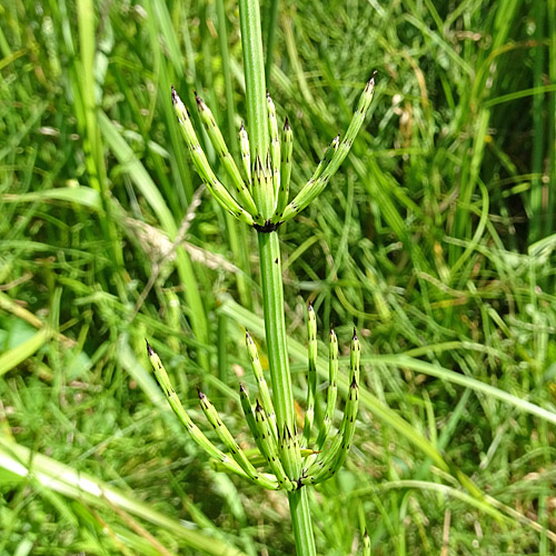 Sumpf-Schachtelhalm / Equisetum palustre