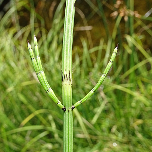 Sumpf-Schachtelhalm / Equisetum palustre