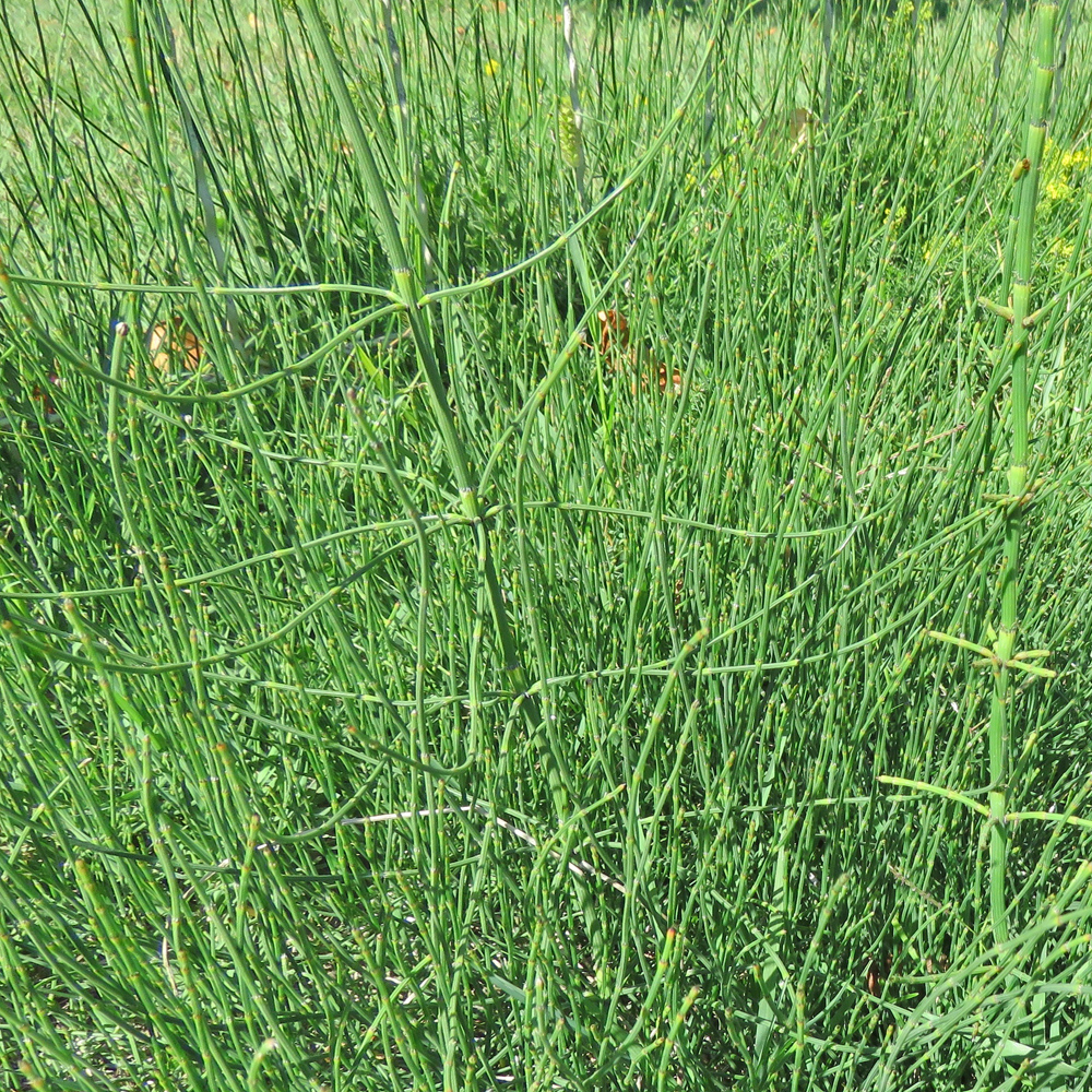 Ästiger Schachtelhalm / Equisetum ramosissimum (Foto: ©Christian Kaderli) Ästiger Schachtelhalm / Equisetum ramosissimum