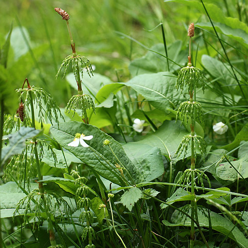 Wald-Schachtelhalm / Equisetum sylvaticum