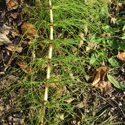 Riesen-Schachtelhalm / Equisetum telmateia