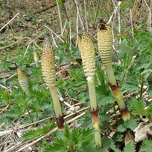 Riesen-Schachtelhalm / Equisetum telmateia