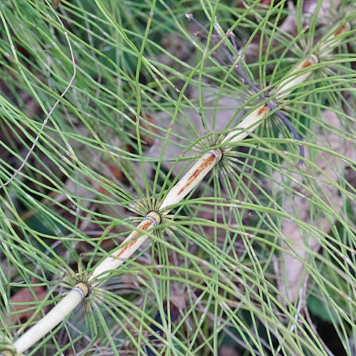 Riesen-Schachtelhalm / Equisetum telmateia