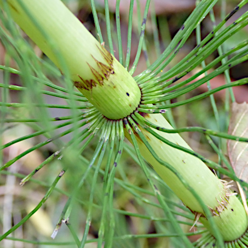 Riesen-Schachtelhalm / Equisetum telmateia